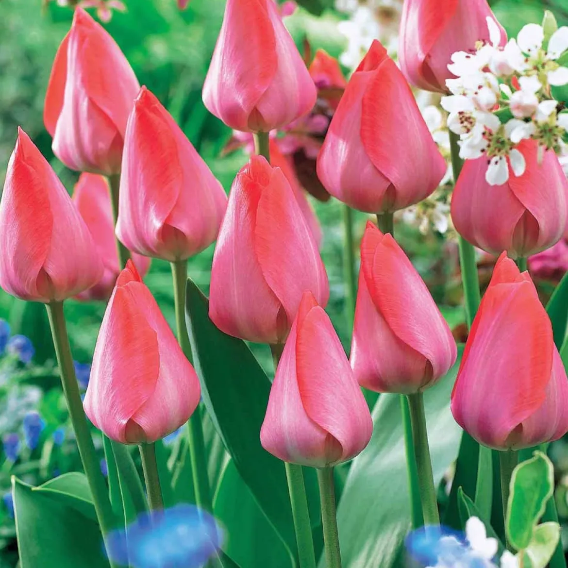 10 Tulipes Van Eijk - Un rose éclatant au jardin