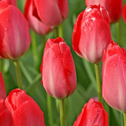 10 Tulipes Van Eijk - Un rose éclatant au jardin