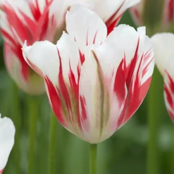 7 Tulipes Viridiflora Flaming spring green - Le vert qui change tout