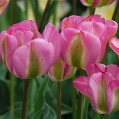 7 Tulipes Viridiflora Groenland - La tulipe bicolore rose et vert