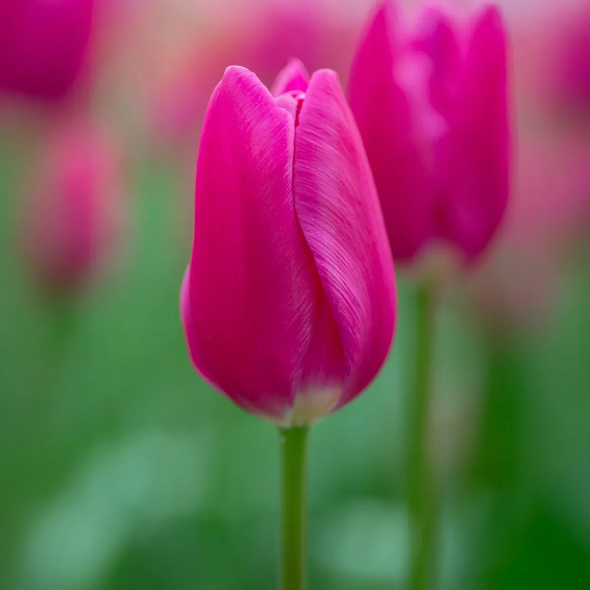 Tulipe triomphe Ardour - Un printemps rose éclatant