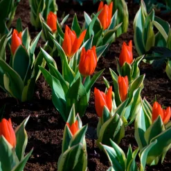 Tulipe Unicum - Le feuillage panaché en plus