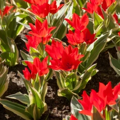 Tulipe Unicum - Le feuillage panaché en plus