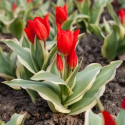 Tulipe Unicum - Le feuillage panaché en plus
