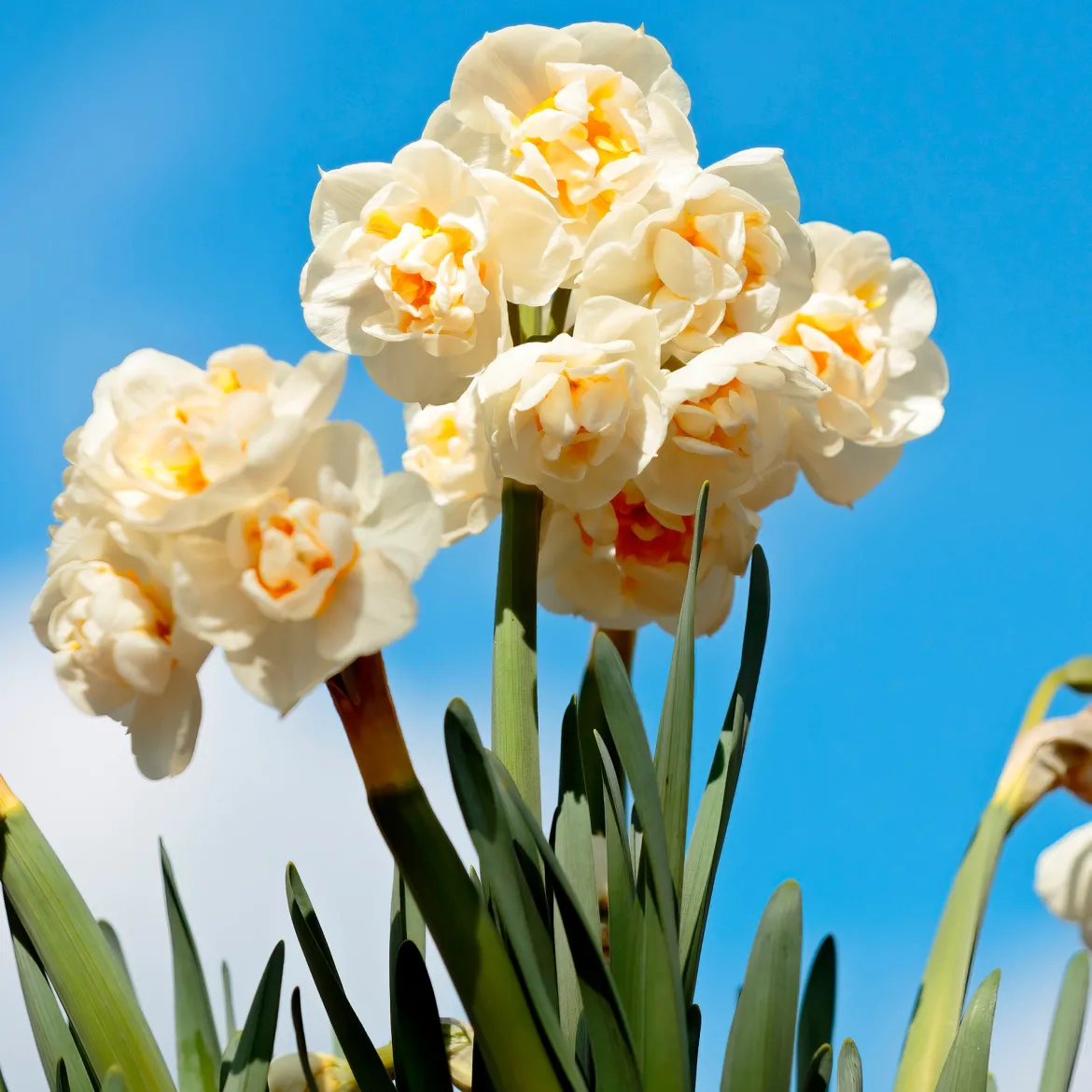 Tulipe Van Eijk & Narcisse Bridal Crown - Un printemps prêt en 2 gestes