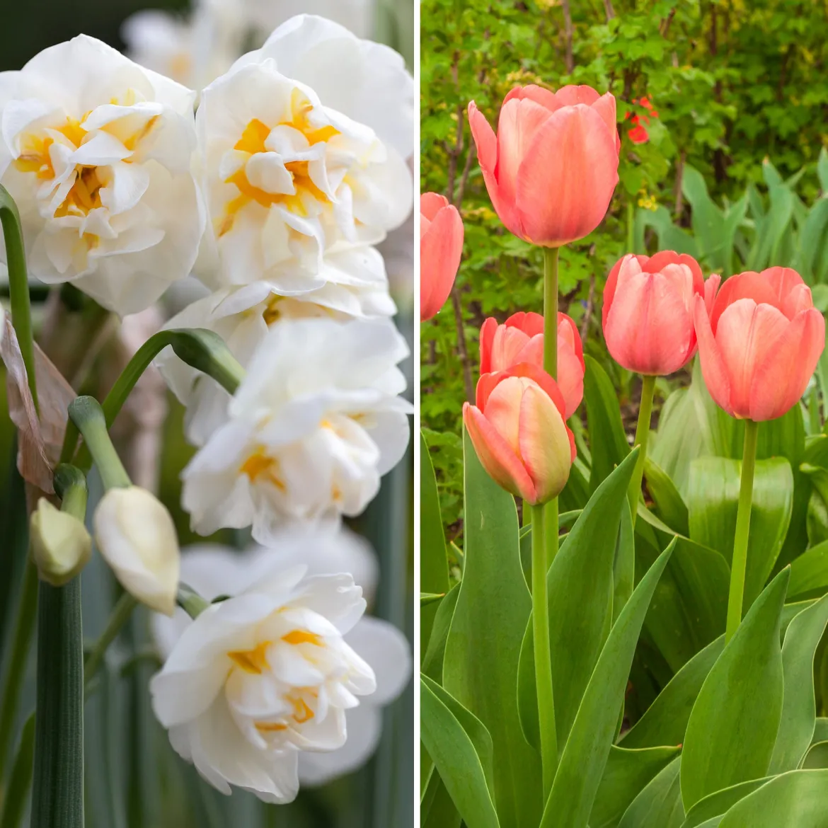 Tulipe Van Eijk & Narcisse Bridal Crown - Un printemps prêt en 2 gestes