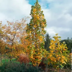 Tulipier de Virginie Fastigiatum - Un géant élégant chez vous