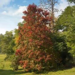 Tupélo noir - Nyssa sylvatica - L'automne le plus flamboyant