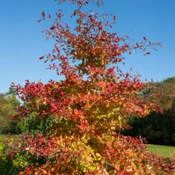 Tupélo noir - Nyssa sylvatica - L'automne le plus flamboyant