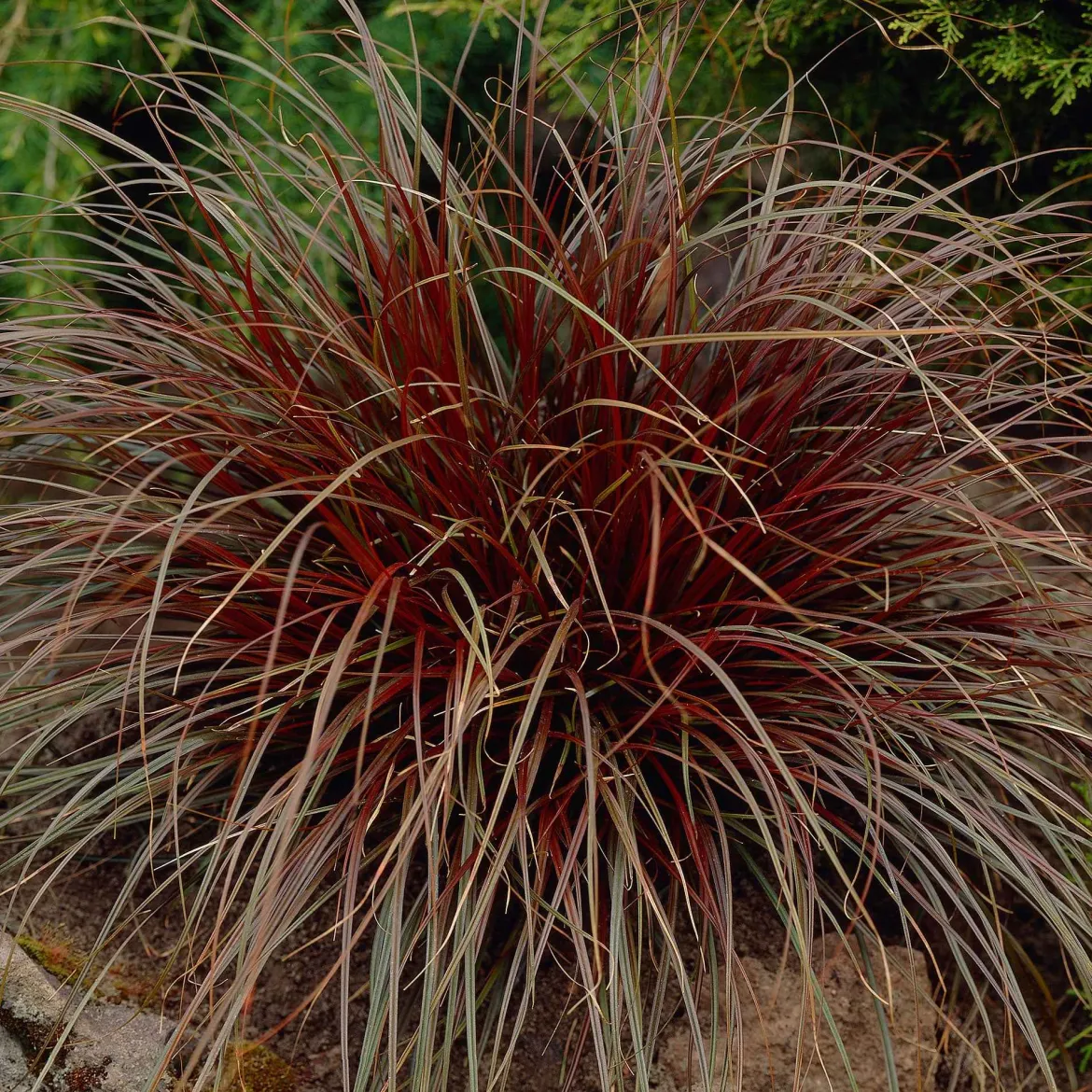 Uncinia 'Rubra' - La graminée rouge feu