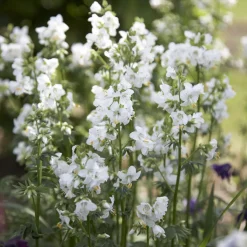 Valériane grecque blanche - Fleurs blanches sans effort