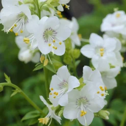 Valériane grecque blanche - Fleurs blanches sans effort