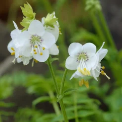 Valériane grecque blanche - Fleurs blanches sans effort
