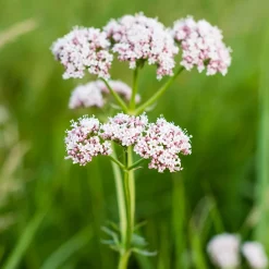 Valériane officinale - Le parfum qui apaise
