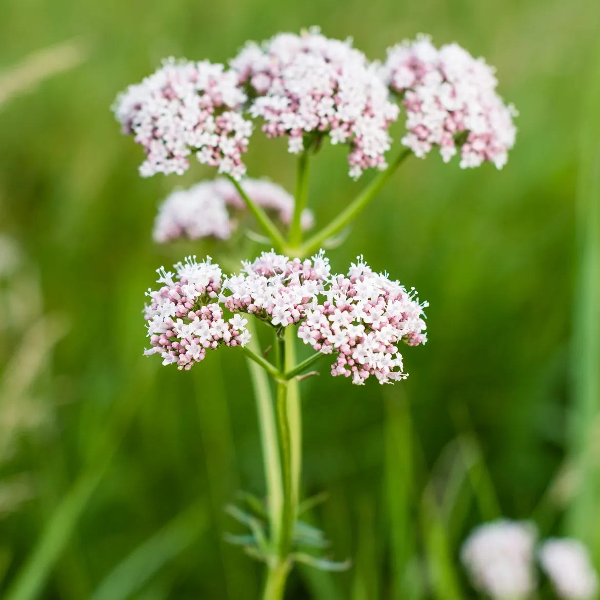 Valériane officinale - Le parfum qui apaise