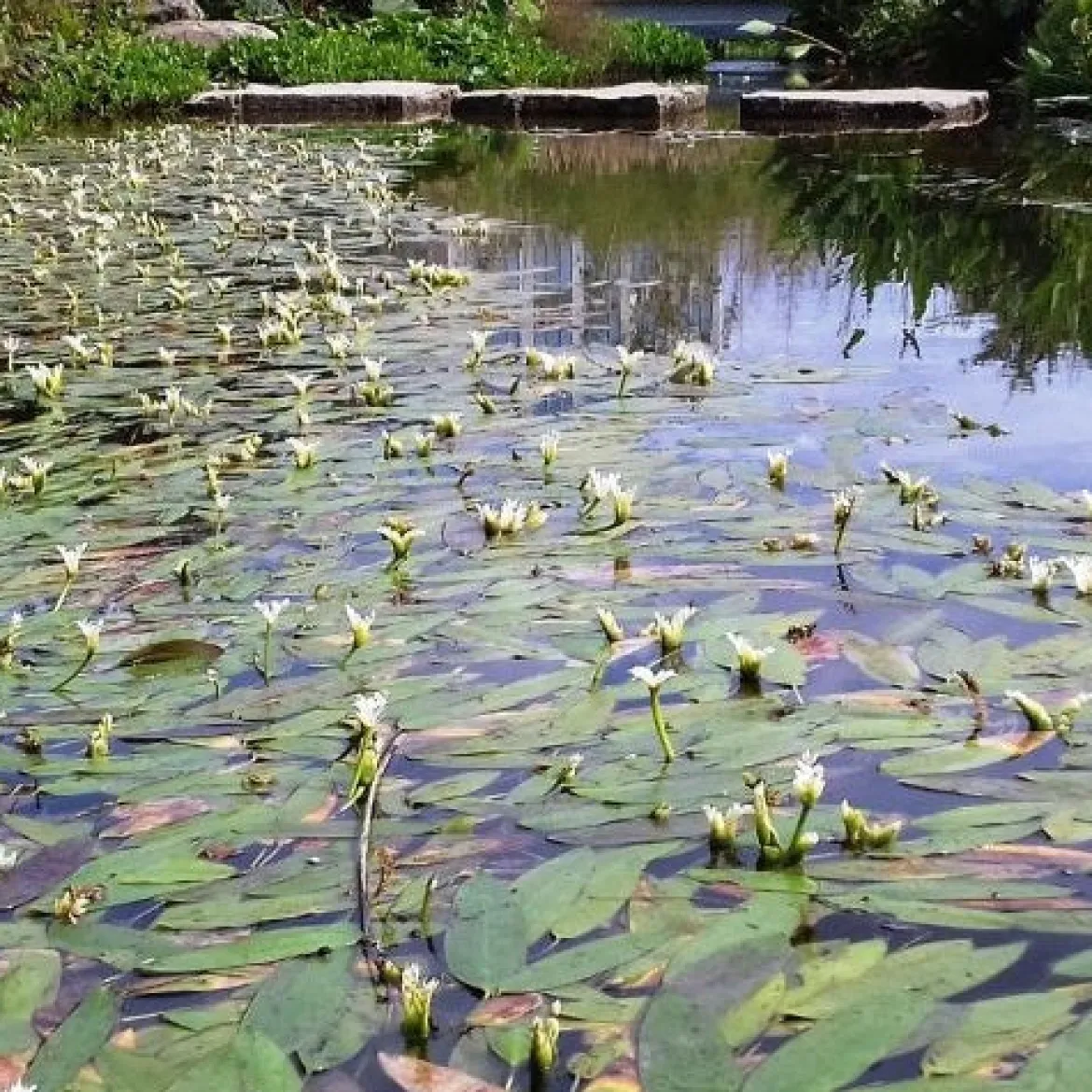 Vanille d'eau - Un bassin qui sent bon