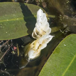 Vanille d'eau - Un bassin qui sent bon