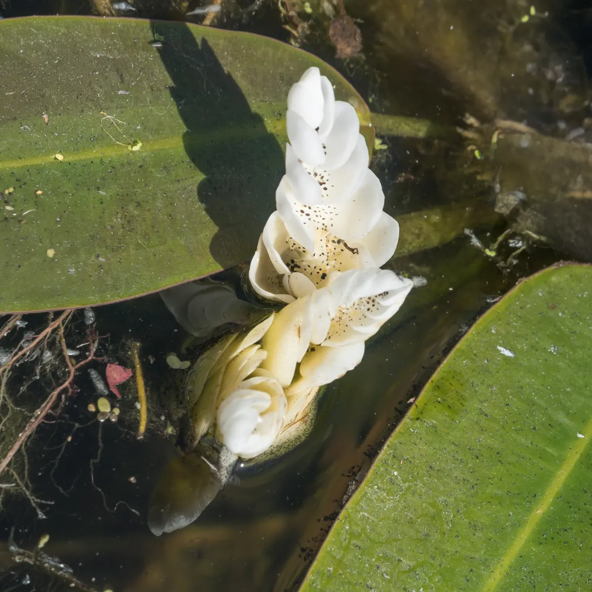 Vanille d'eau - Un bassin qui sent bon