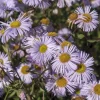 Vergerette Quakeress - Erigeron - Fleurit tout l'été sans effort