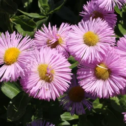 Vergerette Rosa Jewel - Erigeron - Fleurs roses tout l'été