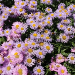 Vergerette Rosa Jewel - Erigeron - Fleurs roses tout l'été