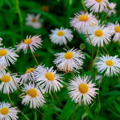 Vergerette Sommerneuschnee - Erigeron - Un nuage blanc tout l'été