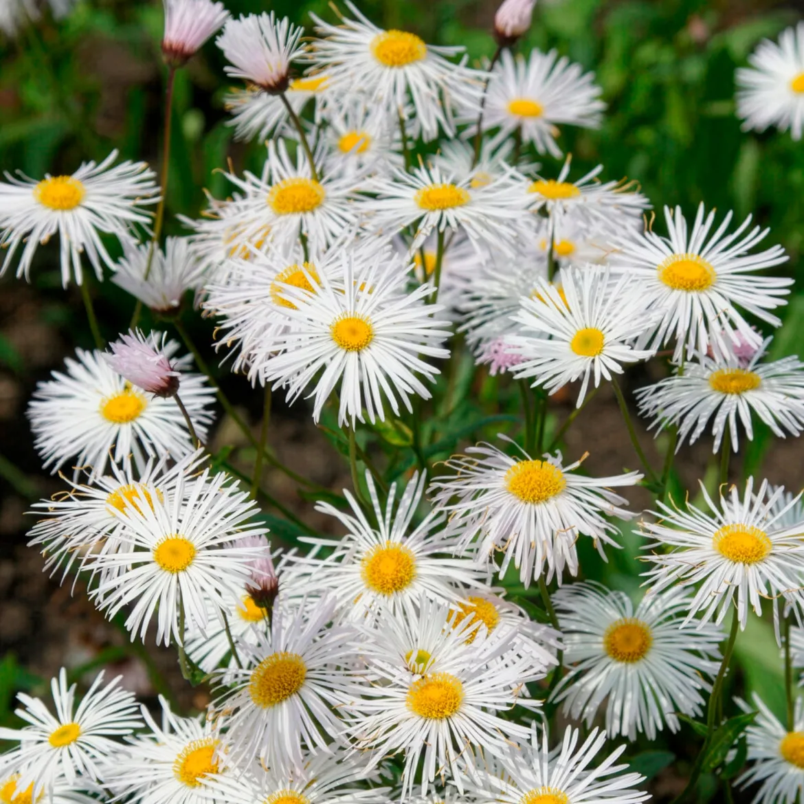 Vergerette Sommerneuschnee - Erigeron - Un nuage blanc tout l'été
