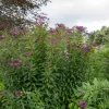 Vernonie - Le violet qui dure jusqu'en automne