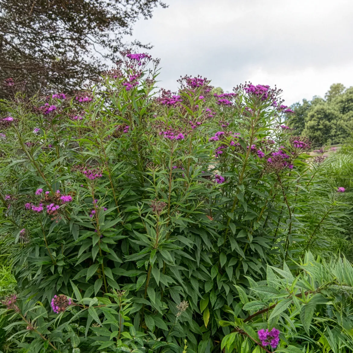 Vernonie - Le violet qui dure jusqu'en automne