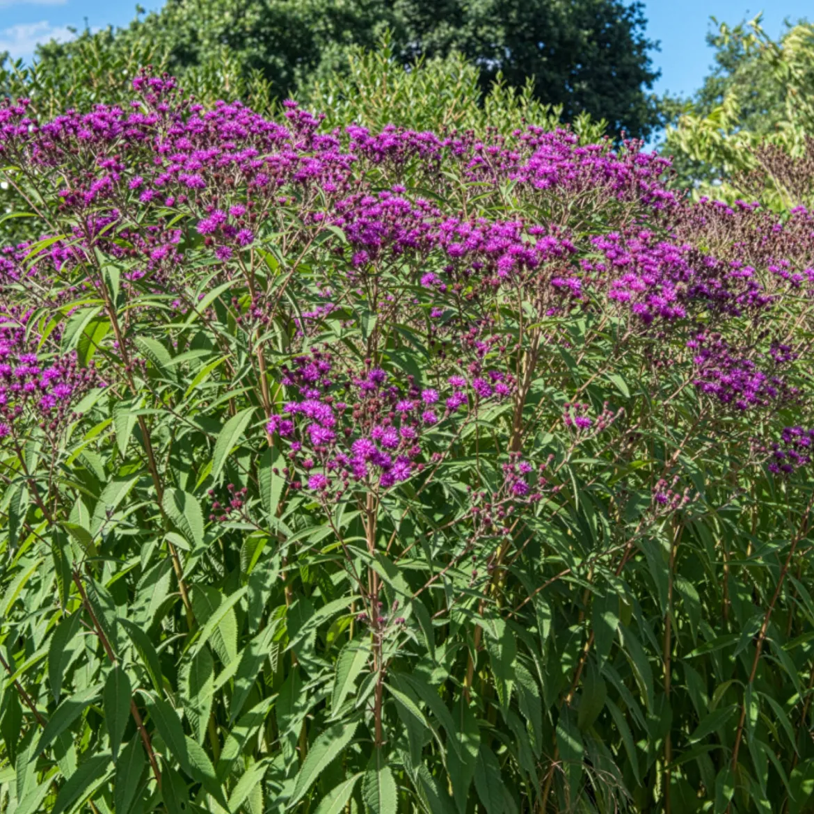 Vernonie - Le violet qui dure jusqu'en automne
