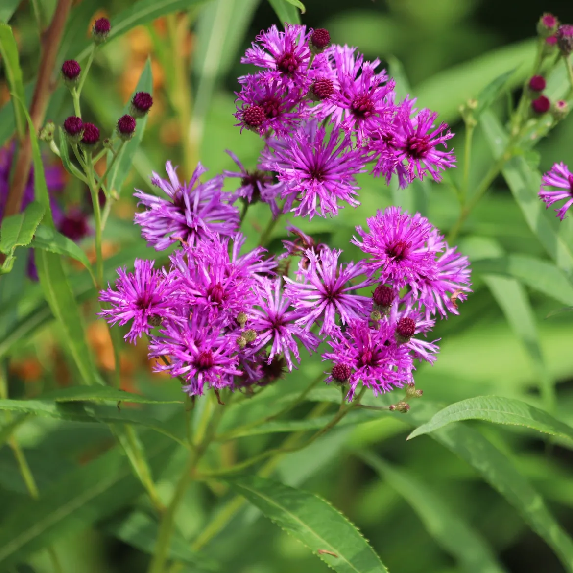 Vernonie - Le violet qui dure jusqu'en automne