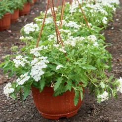 Verveine Blanche - Cascade blanche tout l'été