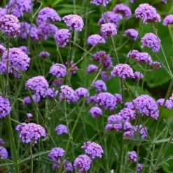 Verveine bonariensis Royal Dreams ® - Un nuage violet chez vous