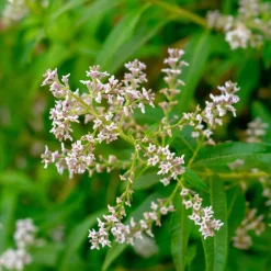 Verveine citronnelle - Le vrai goût citron au jardin