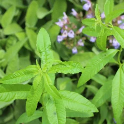 Verveine citronnelle - Le vrai goût citron au jardin