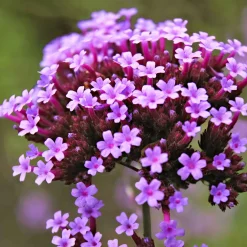 Verveine de Buenos Aires 'Lollipop' - Un nuage violet dès juin