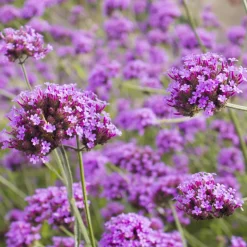 Verveine de Buenos-Aires - Un nuage rose sans effort