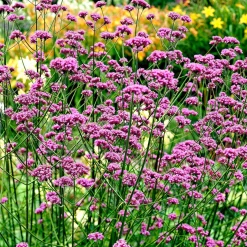 Verveine de Buenos-Aires - Un nuage rose sans effort