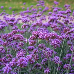 Verveine de Buenos-Aires - Un nuage rose sans effort