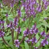 Verveine hastée - Des épis violets sans effort