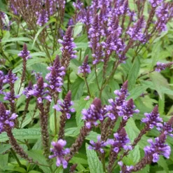 Verveine hastée - Des épis violets sans effort