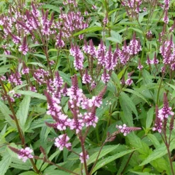Verveine hastée rose - Des fleurs roses tout l'été
