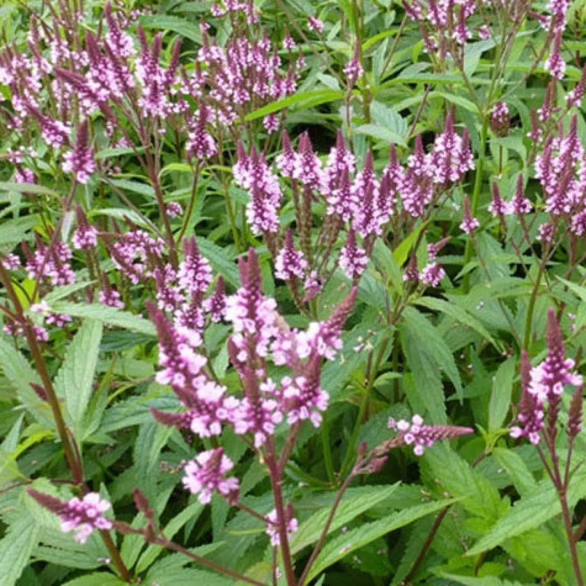 Verveine hastée rose - Des fleurs roses tout l'été