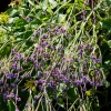 Verveine Lavender Spires - Un nuage mauve tout l'été