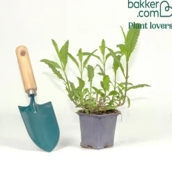 Verveine Lavender Spires - Un nuage mauve tout l'été