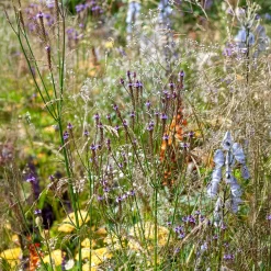 Verveine Lavender Spires - Un nuage mauve tout l'été