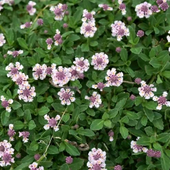Verveine nodiflore Phyla rampant - Un tapis fleuri sans effort