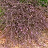 Verveine officinale Bampton - Un nuage violet au jardin