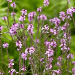 Verveine officinale Bampton - Un nuage violet au jardin