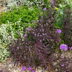 Verveine officinale Bampton - Un nuage violet au jardin